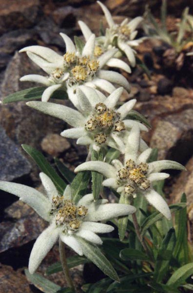 Leontopodium alpinum photo
